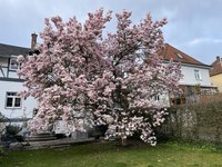 IMG_0250.jpeg