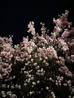 IMG_0247.jpeg