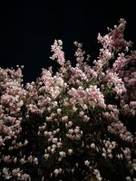 IMG_0247.jpeg
