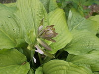 hosta1.JPG