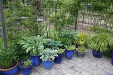 Hostaparade      0124.webp