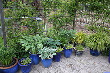 Hostaparade      0124.JPG