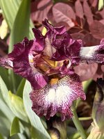 IMG_2870.jpeg