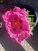 IMG_5092.jpeg