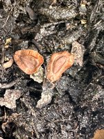 IMG_2873.jpeg
