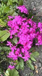 IMG_9874.jpeg