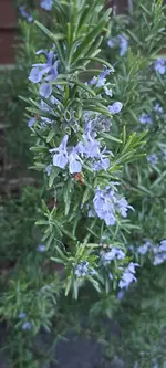 20240429_204528.webp