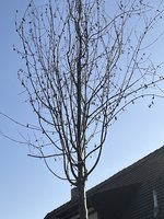 IMG_9534.jpeg