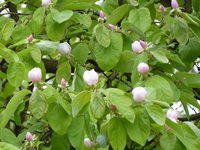 P1040201.JPG