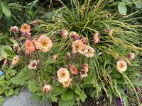IMG_5112.jpeg