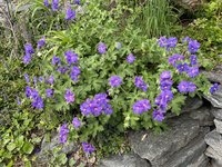 IMG_5113.jpeg