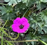 IMG_5130.jpeg