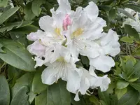 6169A23C-1588-4AE7-907B-18CD116CA915.jpeg