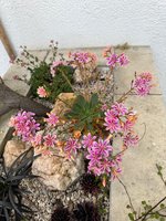 IMG_4976.jpeg