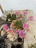 IMG_4976.jpeg