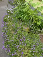 IMG_4969.jpeg