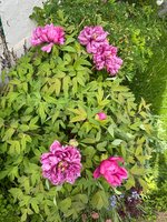 IMG_4964.jpeg