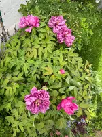 IMG_4964.jpeg