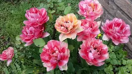 Tulpe.webp