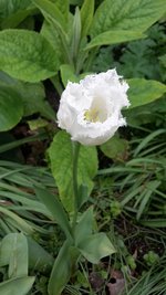 einsame Tulpe.jpg