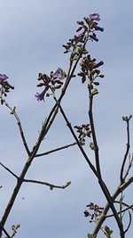 blau2.jpg