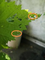 IMG_20240502_111904.jpg