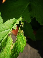 IMG_20240502_110214.jpg