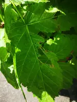 IMG_20240502_110150.webp