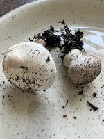 IMG_4511.jpeg