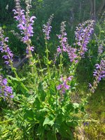 IMG_20240502_095528.jpg
