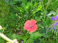 IMG_20240502_095603.jpg