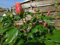IMG_20240502_095741.jpg