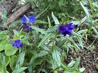 IMG_5140.jpeg
