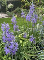 IMG_5156.jpeg