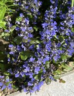 IMG_5163.jpeg