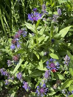 IMG_5166.jpeg