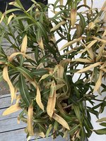 IMG_1510.jpeg