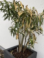 IMG_1511.jpeg