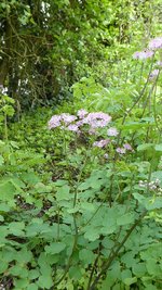 P1040145Wiesenraute.JPG