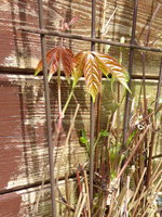 P1040154Clematis.JPG