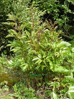 P1040155Pfingstrose.JPG