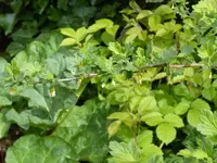 P1040157Stachelbeere Samstag.webp