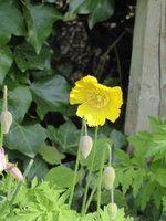 P1040158gelber Waldscheinmohn.JPG