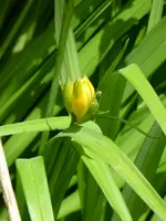 P1040167Taglilie.webp