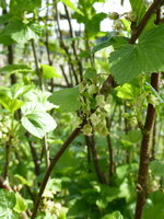P1040168schwarze Johannisbeere Samstag.JPG