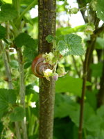 P1040169Schnirkelschnecke.JPG