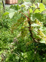P1040170rote Johannisbeere Samstag.JPG