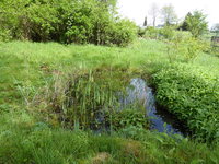 P1040171Teich.JPG