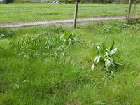 P1040172Herbstzeitlosen.JPG