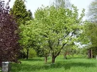 P1040174Quitte.webp